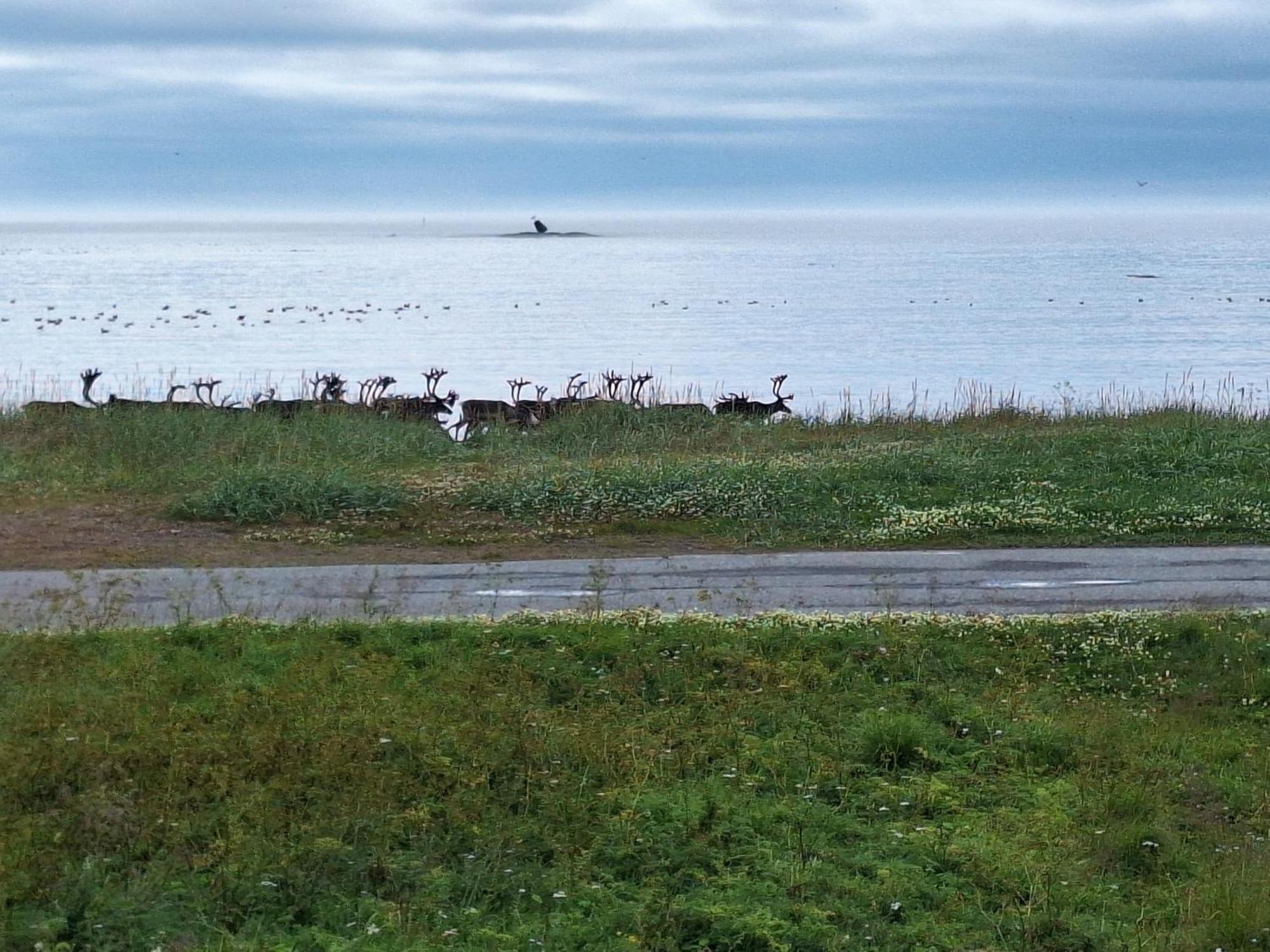 Feriehus Ved Barentshavet - Holiday Home By The Barents Sea Ytre Kiberg Екстериор снимка
